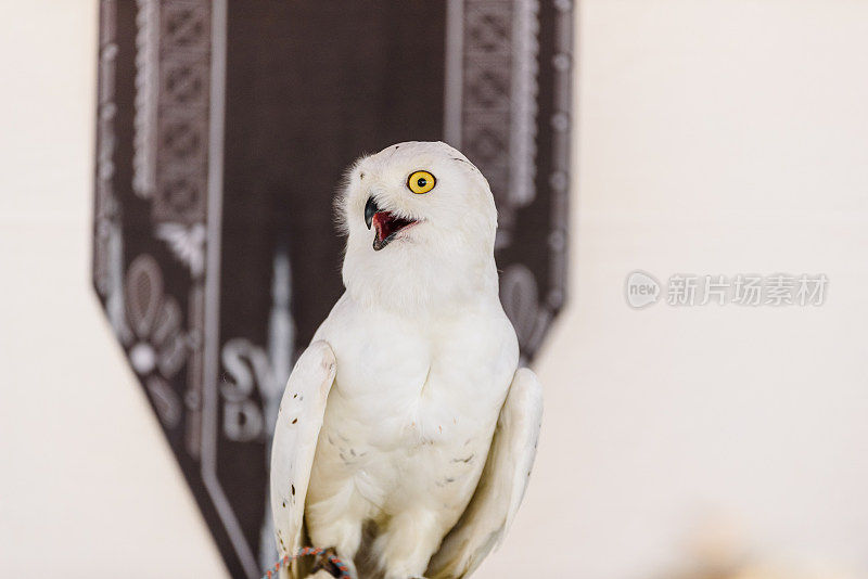 白猫头鹰的肖像，Bubo scandiacus，在囚禁中。